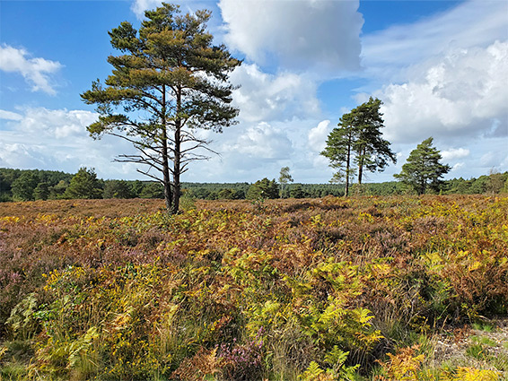 The heath