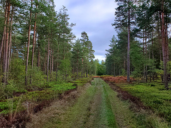 Grassy track