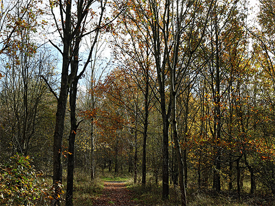 Tree-lined track in Biss Wood