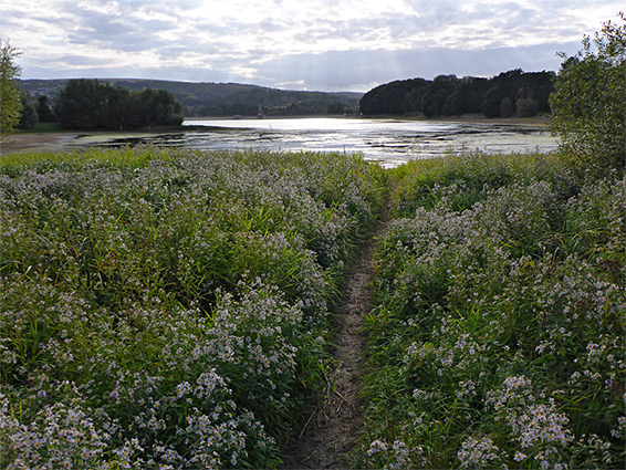 Path through asters