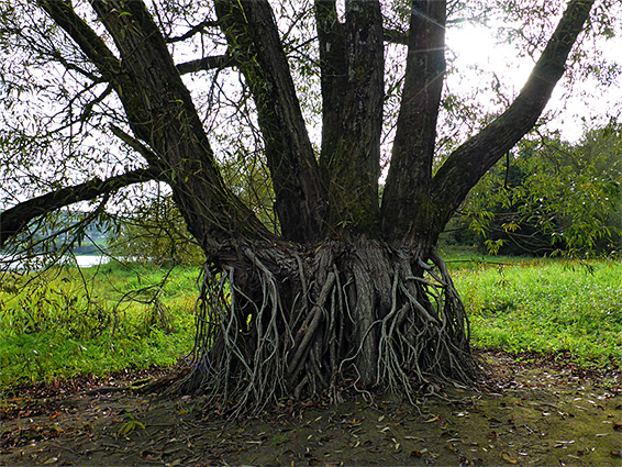 Tree roots