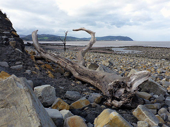 Ancient tree amongst jumbled rocks