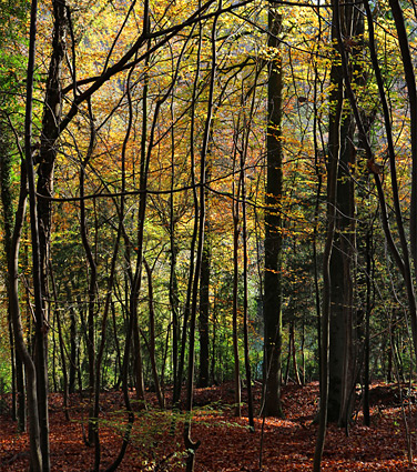 Beech trees