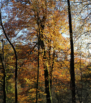 Reddish beech leaves