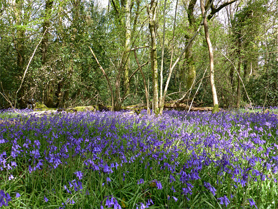 Many bluebells