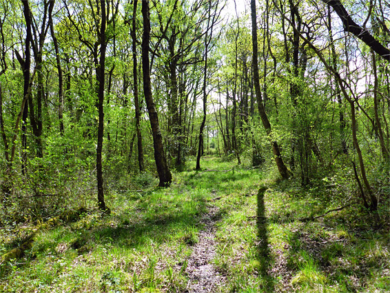 Woodland ride