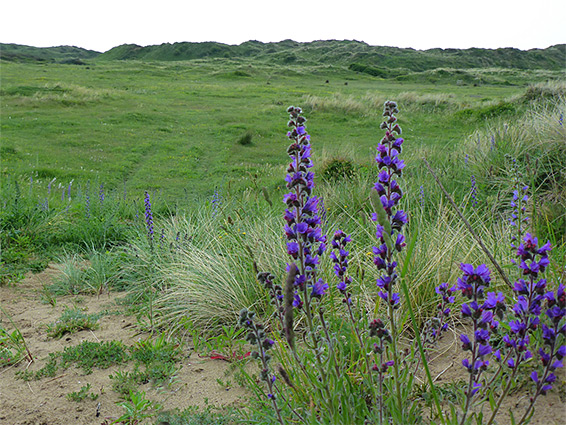 Vipers bugloss