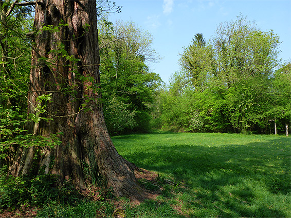 Giant redwood