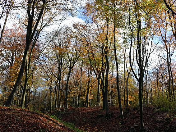 Beech trees