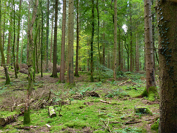 Trees and moss