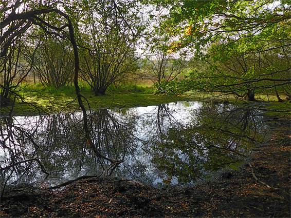 Reflections of trees on a pond