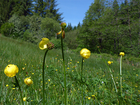 Globeflowers