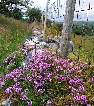 Wild thyme