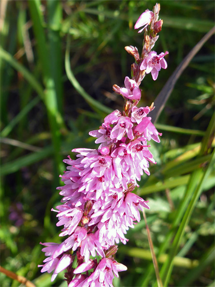 Flowering Common Heath - Ling (Calluna Vulgaris) and Pink Bell