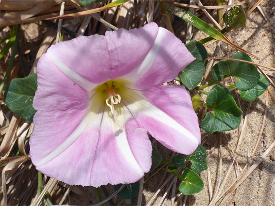 Seashore false bindweed (calystegia soldanella), Merthyr Mawr, Bridgend