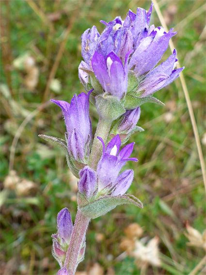 Clustered bellflower (campanula glomerata), Daneway Banks, Gloucestershire