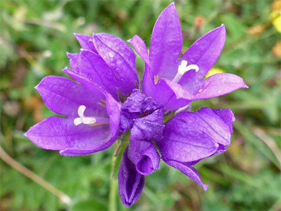 Clustered bellflower