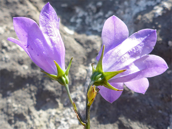 Peach-leaved bellflower (campanula persicifolia), Whiteford, Swansea