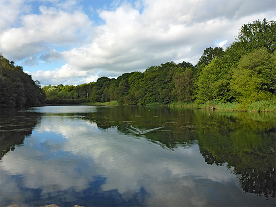 Cannop Pond