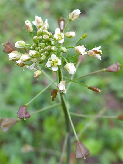 Shepherd's purse (capsella bursa-pastoris), Middleton Down, Wiltshire