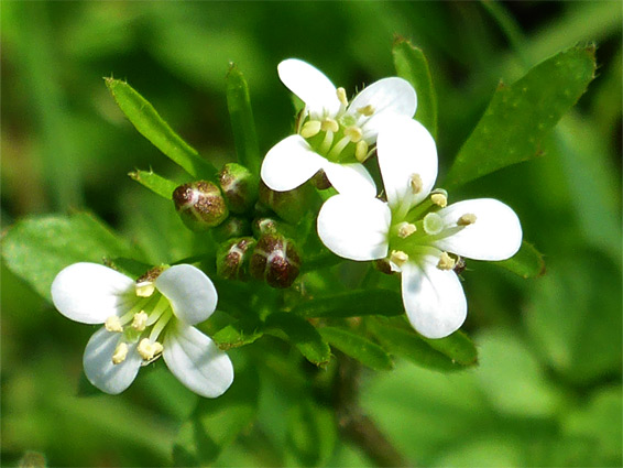 Cardamine flexuosa (wavy bittercress), Midger Wood, Gloucestershire