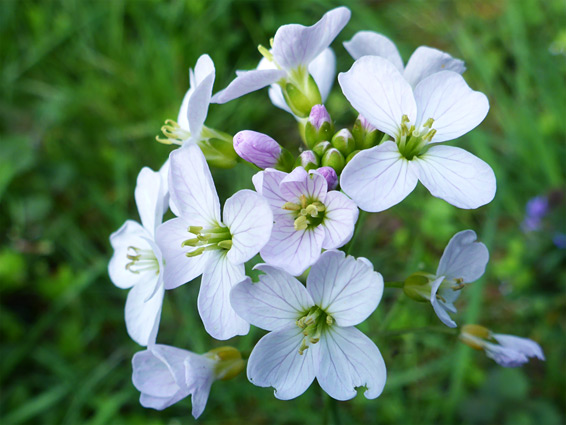 Cardamine pratensis (cuckoo flower), Lancaut, Gloucestershire