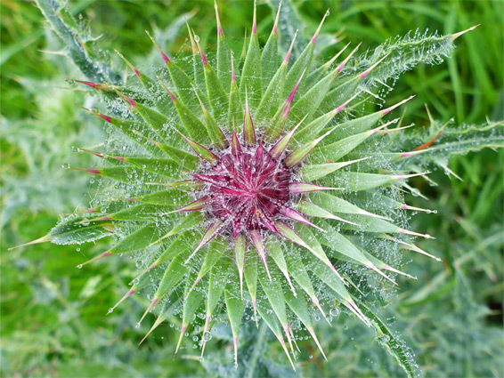 Developing flowerhead of musk thistle