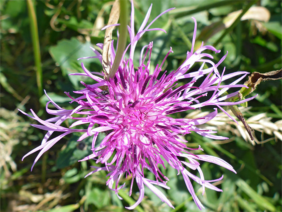 Centaurea scabiosa (greater knapweed), Nash Point, Vale of Glamorgan