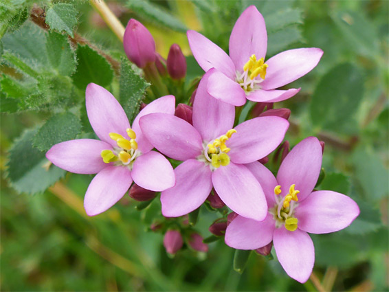 Common centaury