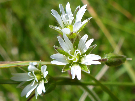 Mouse-ear chickweed (cerastium fontanum), Swift's Hill, Gloucestershire