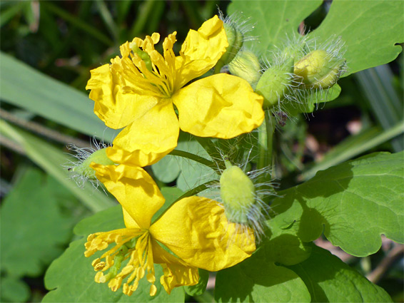 Chelidonium majus (greater celandine), Prisk Wood, Monmouthshire