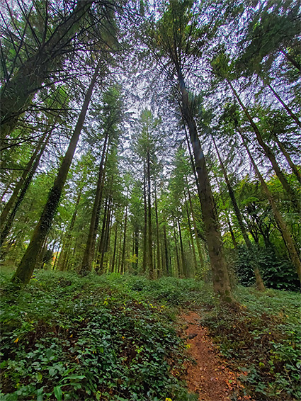 Narrow path through tall conifers
