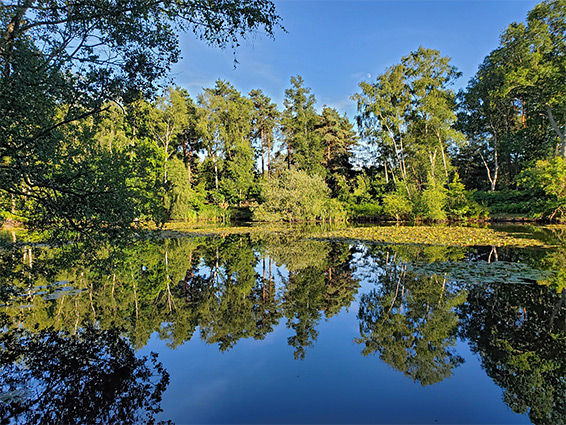 Fish Pond