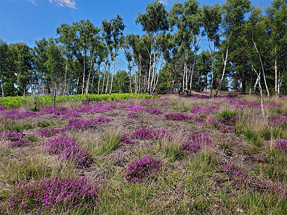 Heather below a group of birch trees