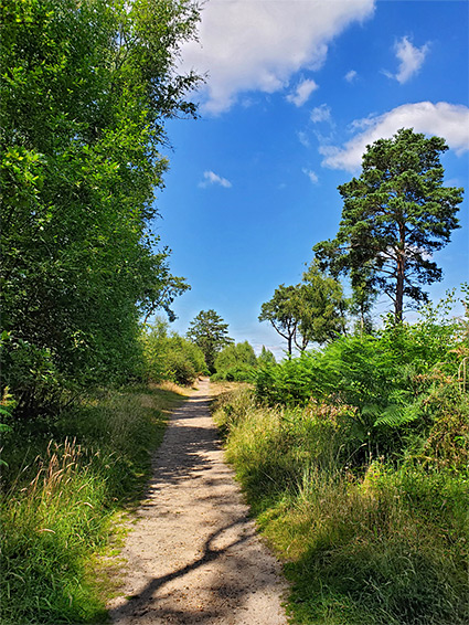 Path beside trees