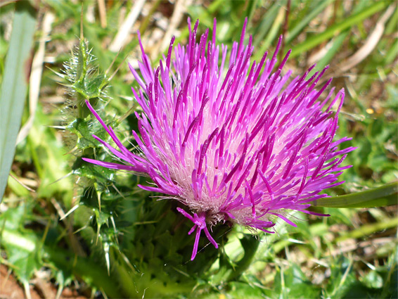 Cirsium acaule (dwarf thistle), Kilkenny, Gloucestershire