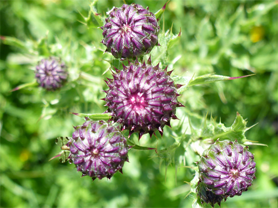 Creeping thistle (cirsium arvense), Tuckmill Meadow, Oxfordshire