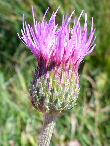 Cirsium dissectum (meadow thistle), Nash Point, Vale of Glamorgan