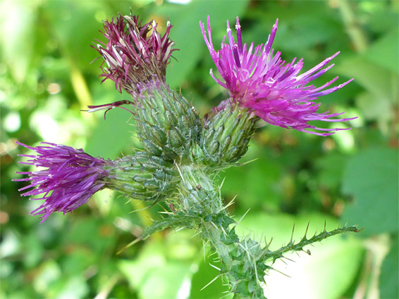 Marsh thistle (cirsium palustre), Axmouth, Devon