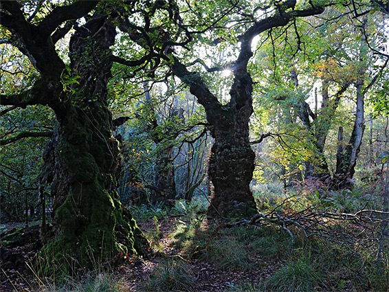 Ancient oaks