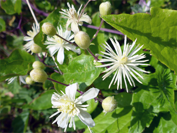 Clematis vitalba (traveller's-joy), Whiteford, Swansea