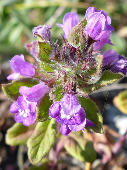 Basil thyme (clinopodium acinos), Avon Gorge, Bristol