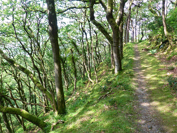 Culbone Wood