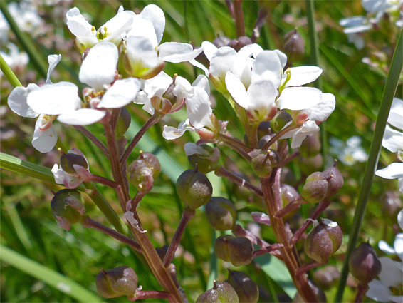 Common scurvygrass (cochlearia officinalis), Uphill Hill, Somerset