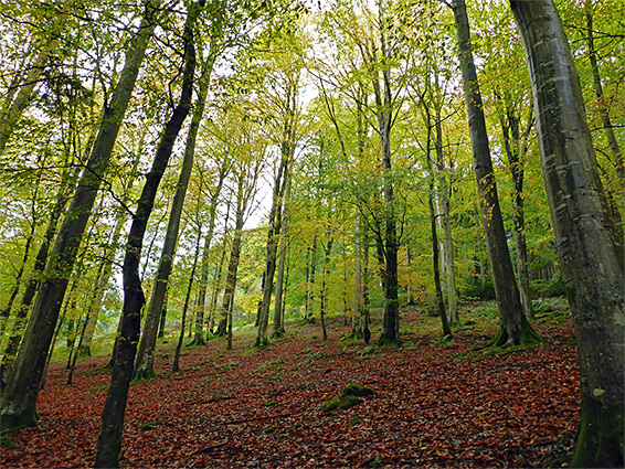 Beech woodland