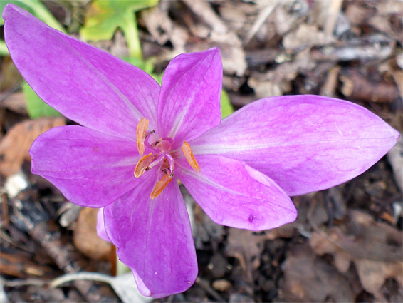 Colchicum autumnale (meadow saffron), Daneway Banks, Gloucestershire