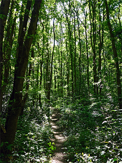 Straight path through tall trees