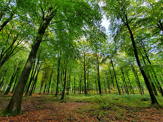 Well-separated beech trees
