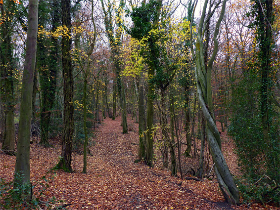 Autumnal trees