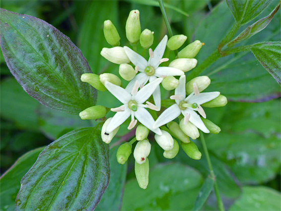 Common dogwood (cornus sanguinea), Fontmell Down, Dorset